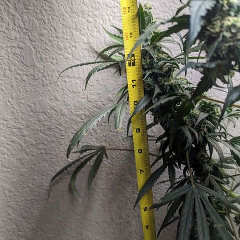 Grandaddy Purp #1 growlog timeline photo