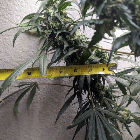 Grandaddy Purp #1 growlog timeline photo
