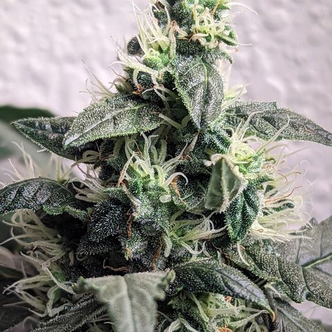 Grandaddy Purp #1 growlog timeline photo