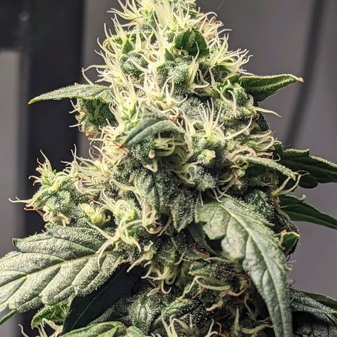 Grandaddy Purp #1 growlog timeline photo