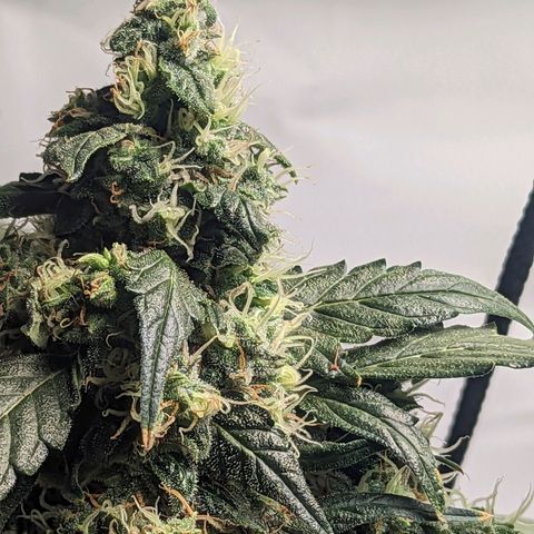 Grandaddy Purp #1 growlog timeline photo