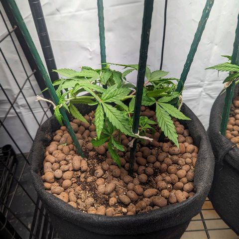 ILGM Grandaddy Purple  #2 growlog timeline photo