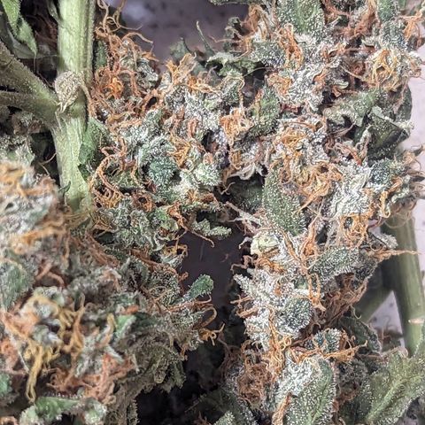 Grandaddy Purp #1 growlog timeline photo