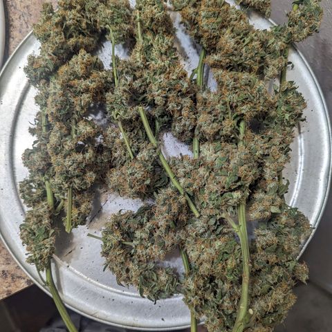 Grandaddy Purp #1 growlog timeline photo