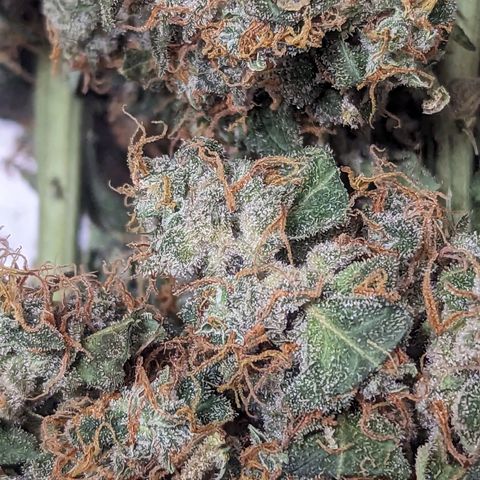 Grandaddy Purp #1 growlog timeline photo