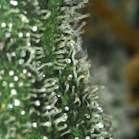 Grandaddy Purp #1 growlog timeline photo