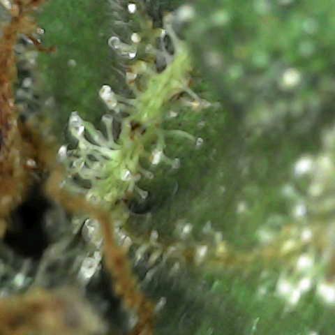 Grandaddy Purp #1 growlog timeline photo