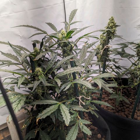 ILGM Grandaddy Purple  #2 growlog timeline photo