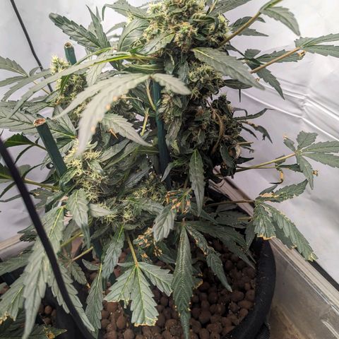 ILGM Grandaddy Purple  #2 growlog timeline photo