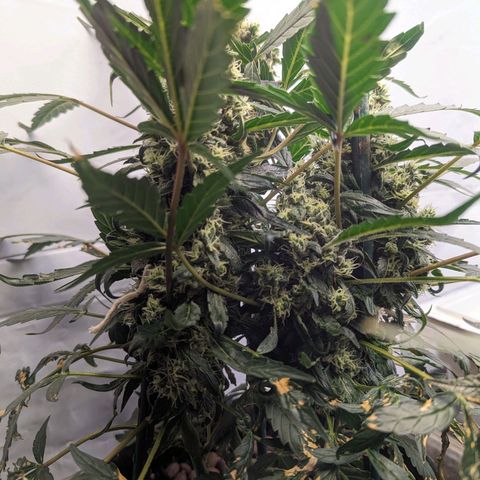 ILGM Grandaddy Purple  #2 growlog timeline photo