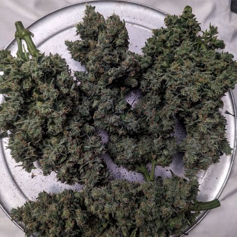 ILGM Grandaddy Purple  #2 growlog timeline photo