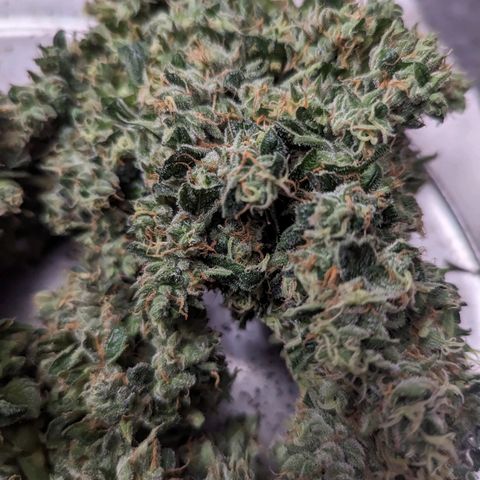 ILGM Grandaddy Purple  #2 growlog timeline photo