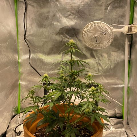 Royal Haze Atomatic growlog photo: 45cm