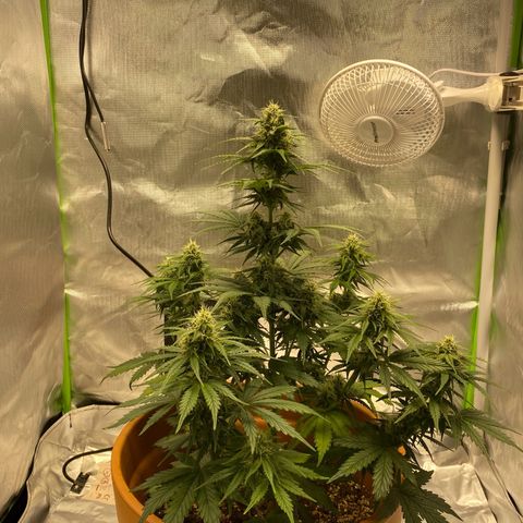 Royal Haze Atomatic growlog photo: 50cm