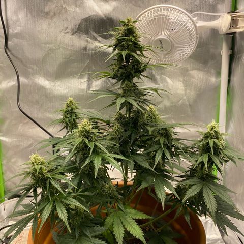 Royal Haze Atomatic growlog timeline photo