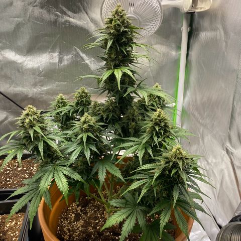 Royal Haze Atomatic growlog timeline photo