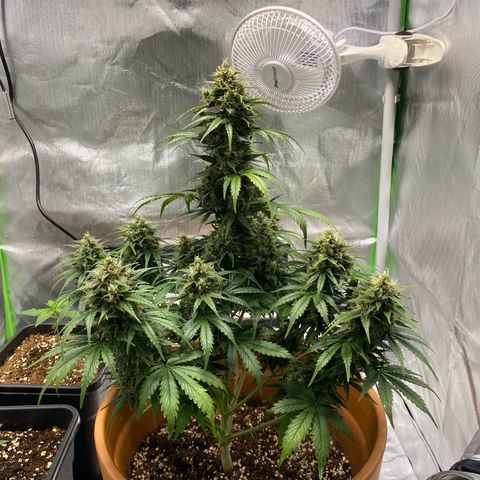 Royal Haze Atomatic growlog timeline photo