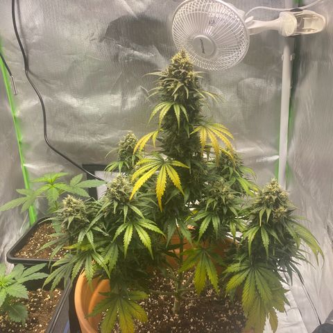 Royal Haze Atomatic growlog timeline photo