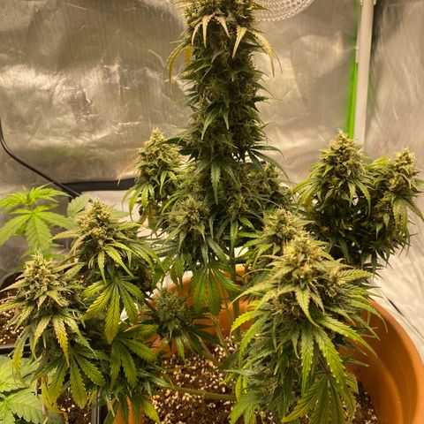 Royal Haze Atomatic growlog photo: Zuschnitt Hauptblätter