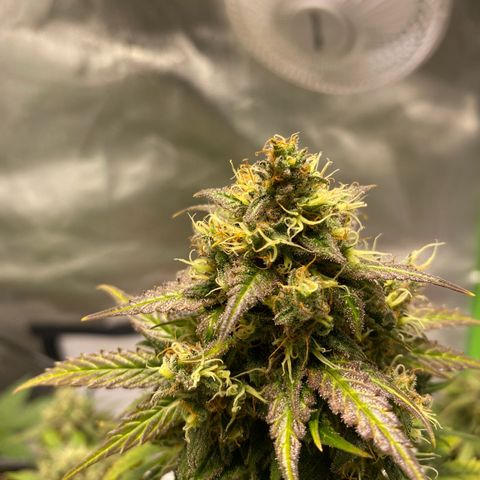Royal Haze Atomatic growlog timeline photo