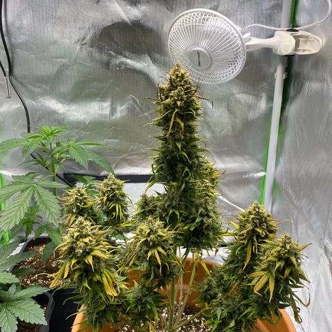 Royal Haze Atomatic growlog photo: Ernte