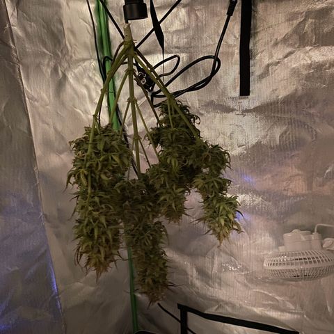 Royal Haze Atomatic growlog timeline photo
