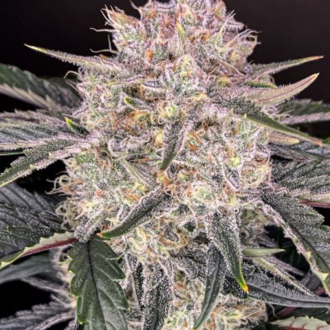 Strawberry Gorilla (FB):    10 Weeks growlog timeline photo