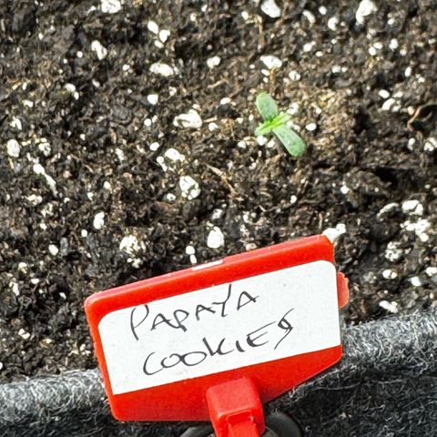 Papaya Cookies (FB):     8-9 Weeks growlog timeline photo