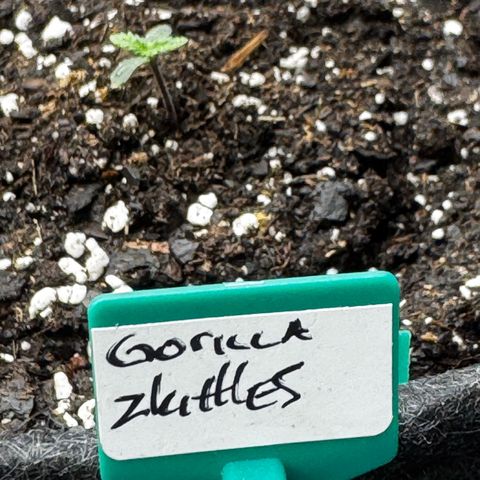 Gorilla Zkittlez (FB)       8-9 Weeks growlog timeline photo