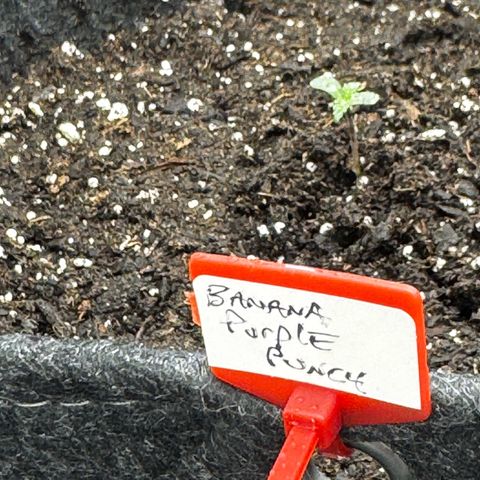 Banana Purple Punch (FB) 8 Weeks growlog timeline photo