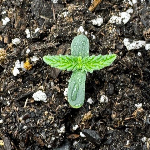 Gorilla Zkittlez (FB)       8-9 Weeks growlog timeline photo