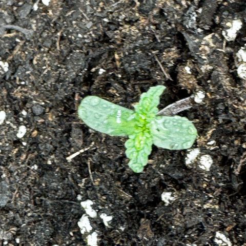 Banana Purple Punch (FB) 8 Weeks growlog timeline photo