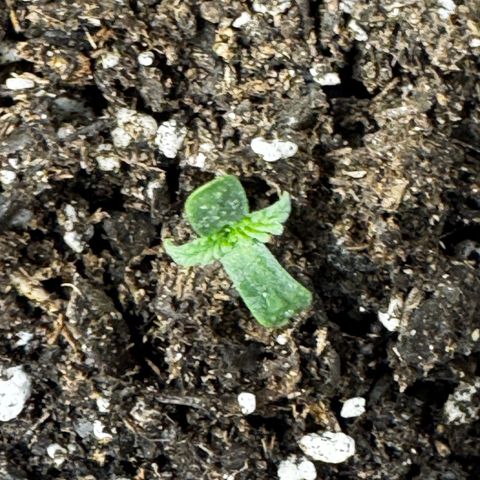Papaya Cookies (FB):     8-9 Weeks growlog timeline photo