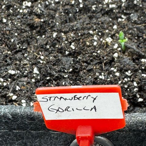 Strawberry Gorilla (FB):    10 Weeks growlog timeline photo