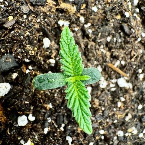 Gorilla Zkittlez (FB)       8-9 Weeks growlog photo: Day 4