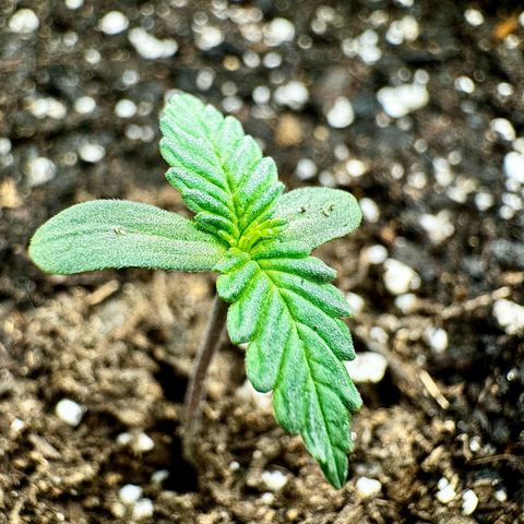 Banana Purple Punch (FB) 8 Weeks growlog timeline photo