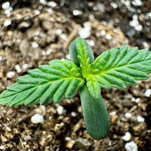 Gorilla Zkittlez (FB)       8-9 Weeks growlog timeline photo