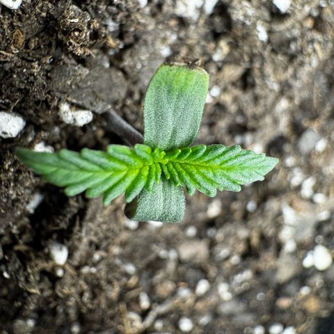 Strawberry Gorilla (FB):    10 Weeks growlog timeline photo