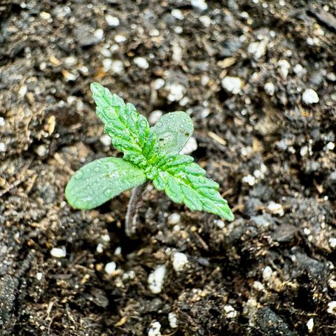 Papaya Cookies (FB):     8-9 Weeks growlog timeline photo