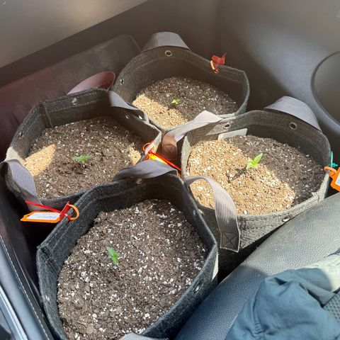 Papaya Cookies (FB):     8-9 Weeks growlog photo: Traveling to 360 CR