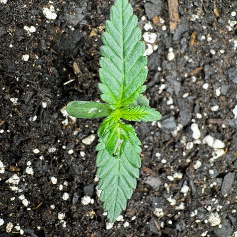 Banana Purple Punch (FB) 8 Weeks growlog timeline photo