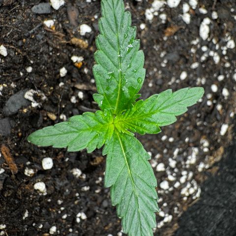 Gorilla Zkittlez (FB)       8-9 Weeks growlog timeline photo