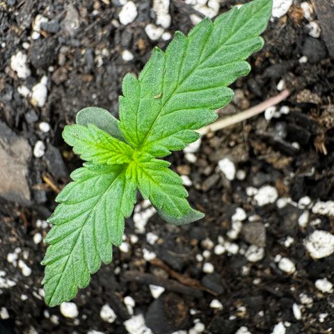 Papaya Cookies (FB):     8-9 Weeks growlog timeline photo