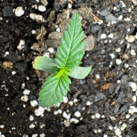 Strawberry Gorilla (FB):    10 Weeks growlog timeline photo