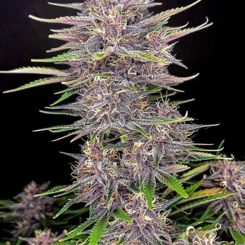 Banana Purple Punch (FB) 8 Weeks growlog timeline photo