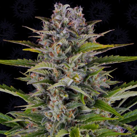 Gorilla Zkittlez (FB)       8-9 Weeks growlog timeline photo