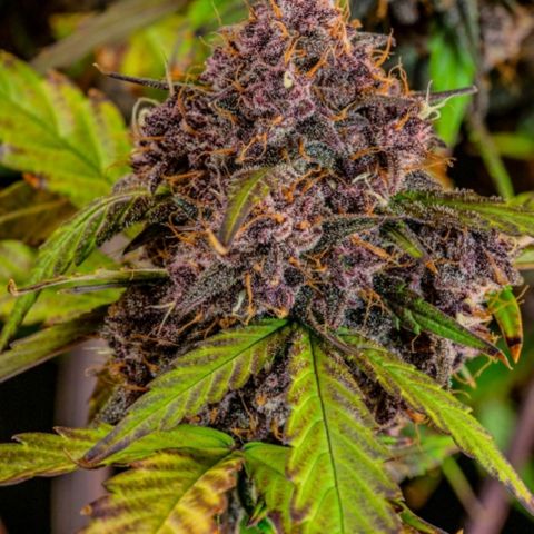 Papaya Cookies (FB):     8-9 Weeks growlog timeline photo