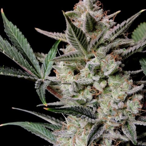 Strawberry Gorilla (FB):    10 Weeks growlog timeline photo