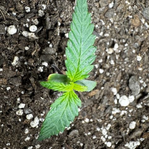 Strawberry Gorilla (FB):    10 Weeks growlog timeline photo