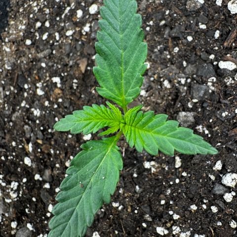 Banana Purple Punch (FB) 8 Weeks growlog timeline photo